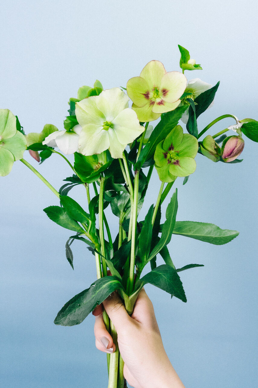 クリスマスローズの花束をの写真・画像素材-Snapmart スナップマート