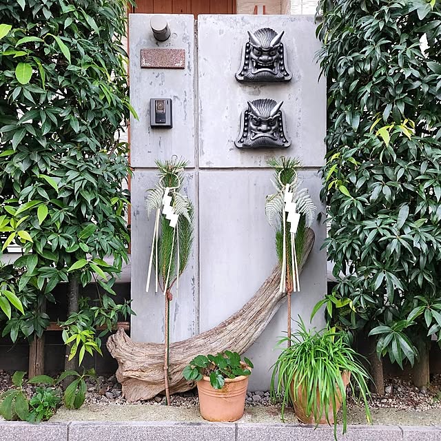 鏡餅の裏白 ウラジロ 正しい飾り方！葉っぱの意味と裏表についてもmildays