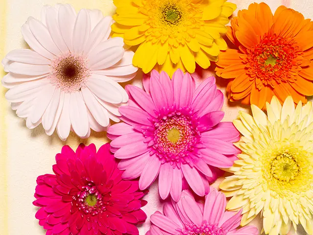 卒業式・入学式・式典の生徒用の胸花は コサージュコンシェル