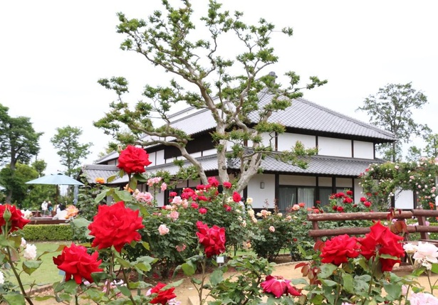 こうのす花まつり ポピー 埼玉絶景