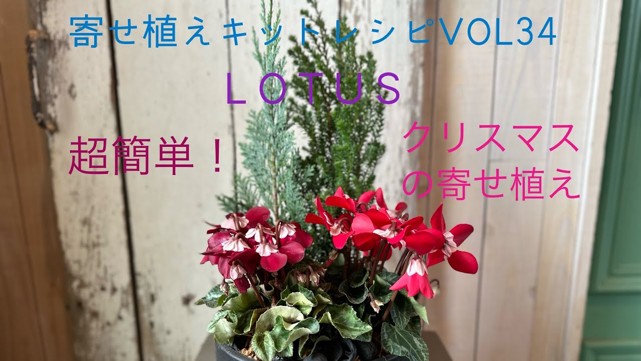 シクラメンでクリスマスリース「寄せ植え」のアルバム-みんなの趣味の園芸362225