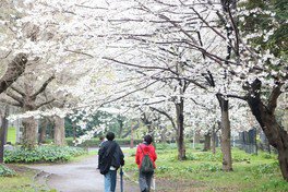 都立芝公園の桜 港区- お花見2025 - ウォーカープラス