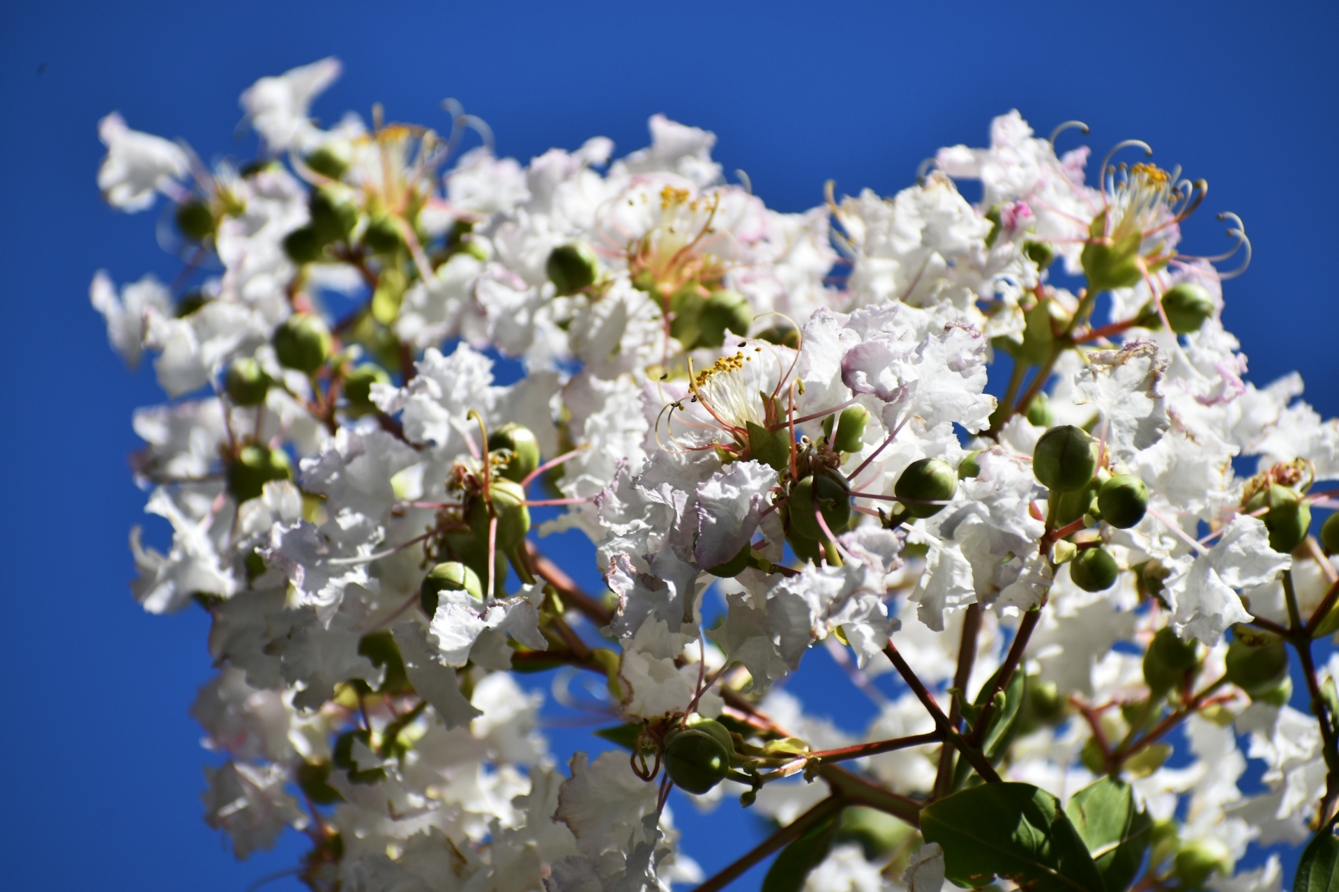 11月16日の誕生花一覧花言葉・誕生花HanaPrime ハナプライム