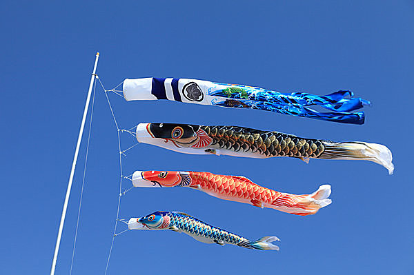 端午の節句鯉のぼり - 趣味の野菜作り40年 ☆