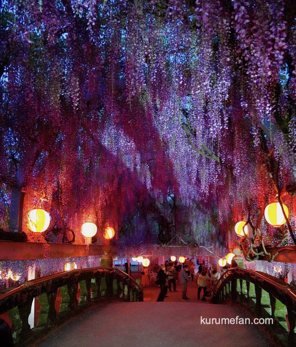 第15回中山大藤まつり柳川市の樹齢300年の大藤を見に行こう！ - 父ちゃんの日々ログ