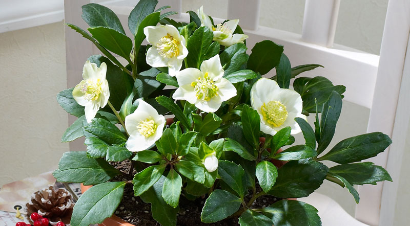 BBQを囲み、みんなで食事ができる「3ウェイ バーベキューテーブルセット」アウトドア用品・キャンプ用品のコールマン 公式 オンラインショップ