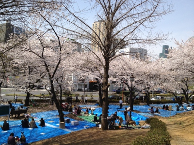 都立芝公園の桜 港区- お花見2025 - ウォーカープラス