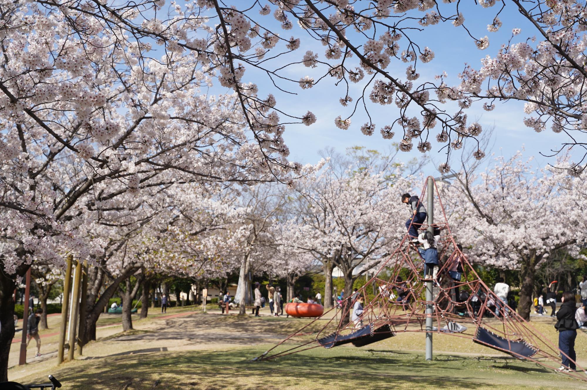 碧南の桜まつり愛知県西三河エリアの公式観光サイト 西三河ぐるっとナビ