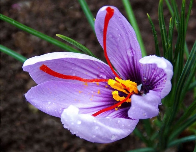 8 10の誕生花は「グロリオサ」です。 花言葉は「燃える情熱」です。 イヌサフラン科の半つる性の球根植物。7~9月、鮮やかな赤またはオレンジ色の花を下向きにつけます。反り返った花びらの縁は炎のように波打ち、和名はユリグルマ 百合車 あるいはキツネユリ 狐百合