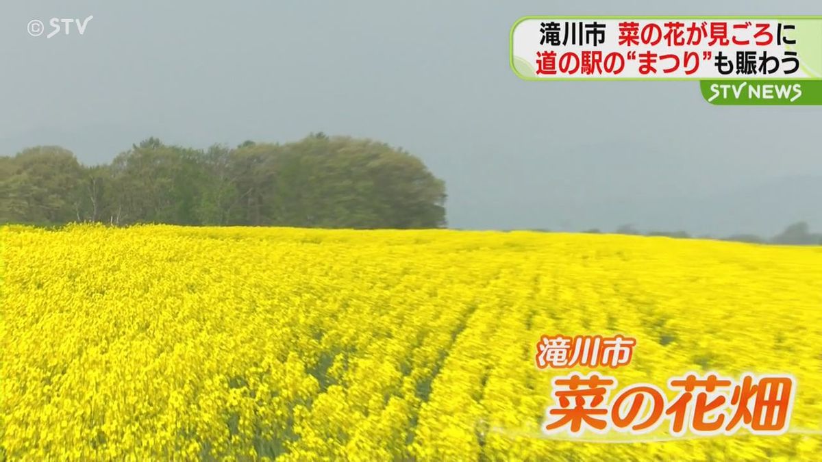 2024たきかわ菜の花まつり ボランティア募集一般社団法人たきかわ観光協会
