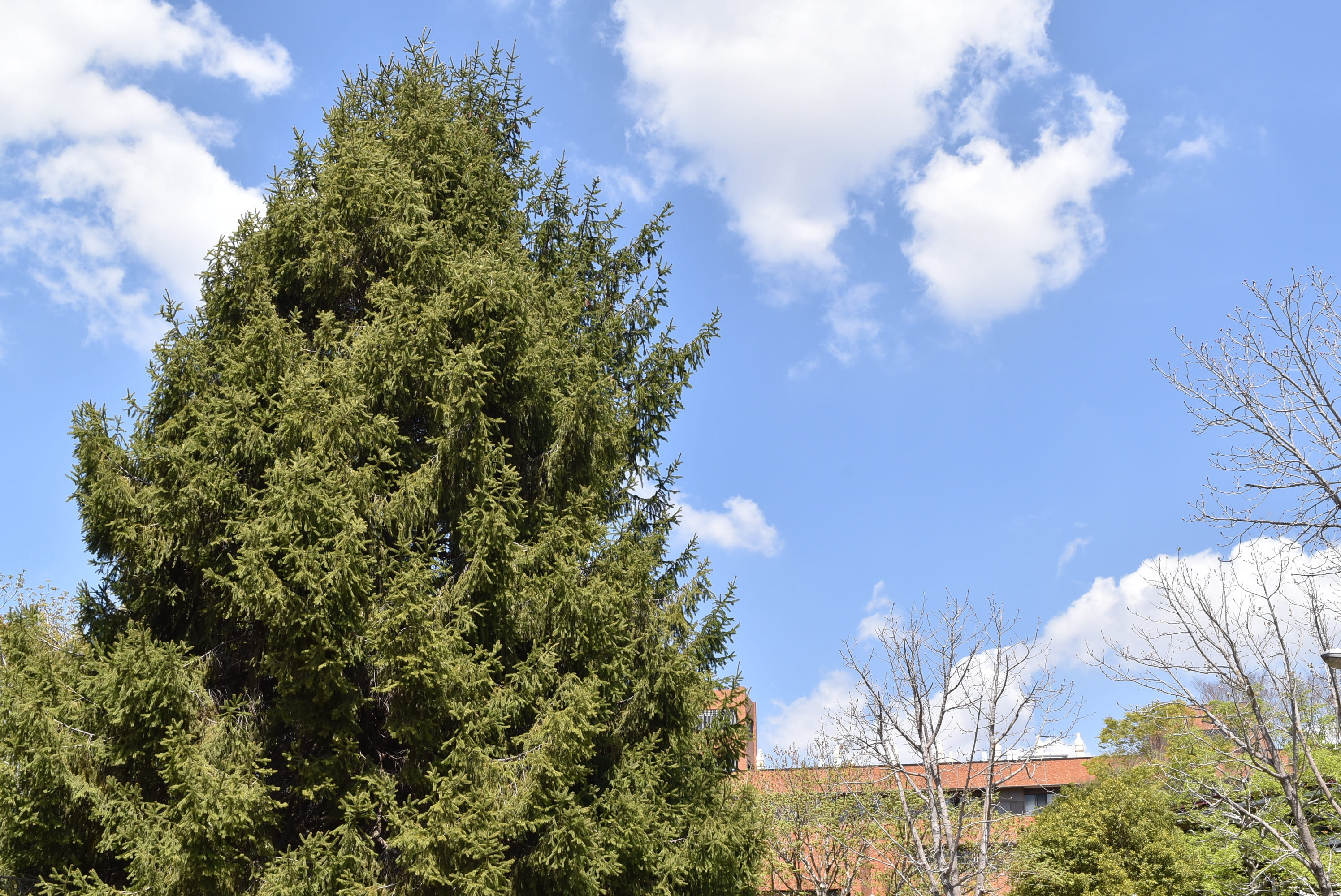 クリスマスツリーとは違う？日本のモミの木の特徴や魅力とはアイディアいっぱいお庭ブログ