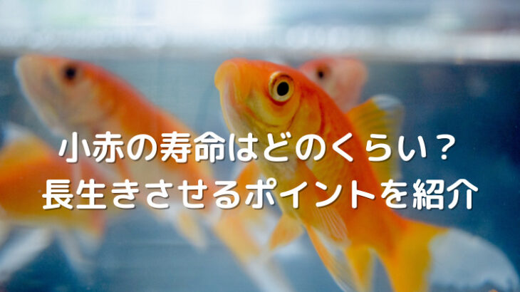 夏祭りの定番・金魚すくいのキンギョはどこ出身？ ＜金魚養殖の歴史＞と＜三大金魚産地＞ - サカナト