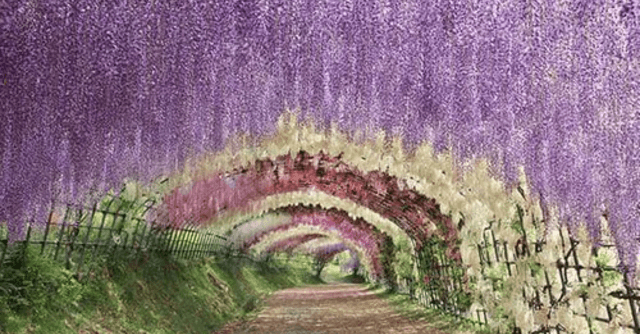 令和7年度八女黒木大藤まつり 八女市ホームページ