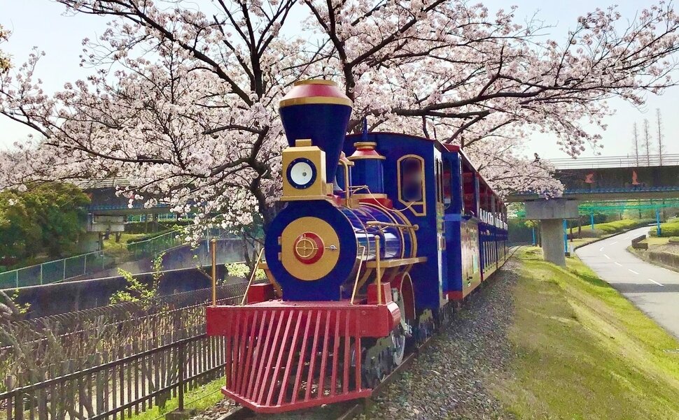 明石公園の桜 明石市- お花見2025 - ウォーカープラス