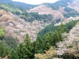 ハロウィーン通じ英語学習 鳥取短期大で催し日本海新聞 NetNihonkai