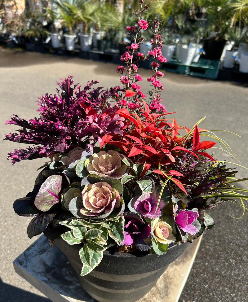 正月の寄せ植えに使う花～正月・冬らしさのある鉢植え～お正月の花 フラワーギフト通販なら花キューピット