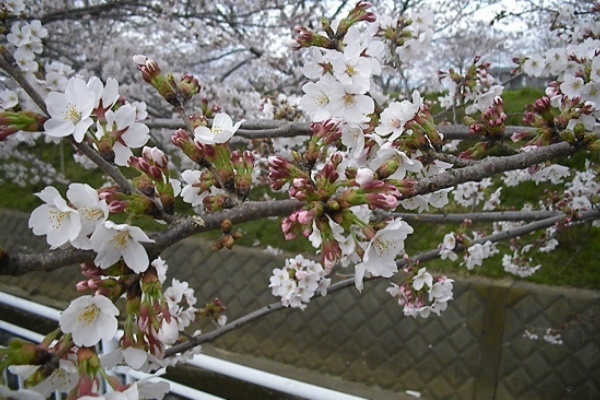 渋田川での市民活動平塚市