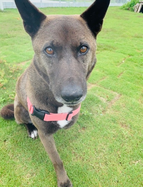 2021年3月号の表紙を飾ってくださった坂上忍さんから、動物への愛を教わりました。Numero TOKYO