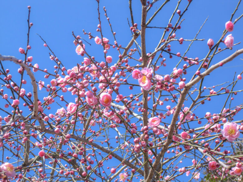 2025三重県のおすすめ梅まつり5選 早春の絶景＆親子向けイベントもいこーよとりっぷ