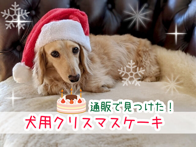 家族みんなで楽しくクリスマスを過ごそうつだ動物病院横須賀市の動物病院