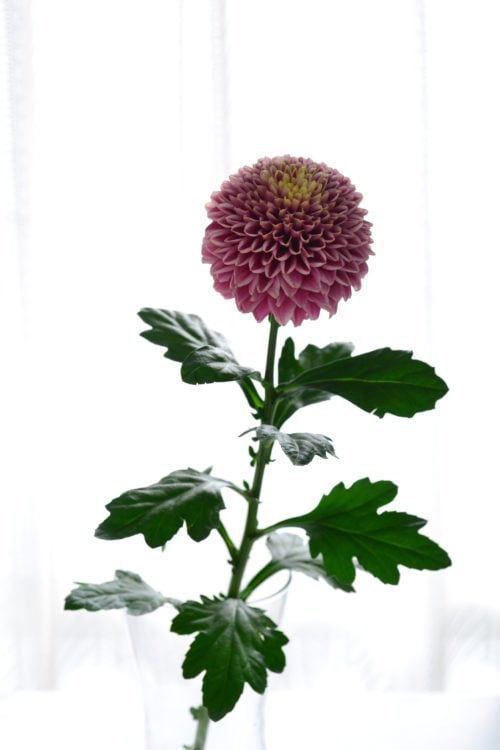 お正月も欠かせない。華やかで縁起の良い花・菊「Creema花だより」ハンドメイド、手作り通販・販売のCreema