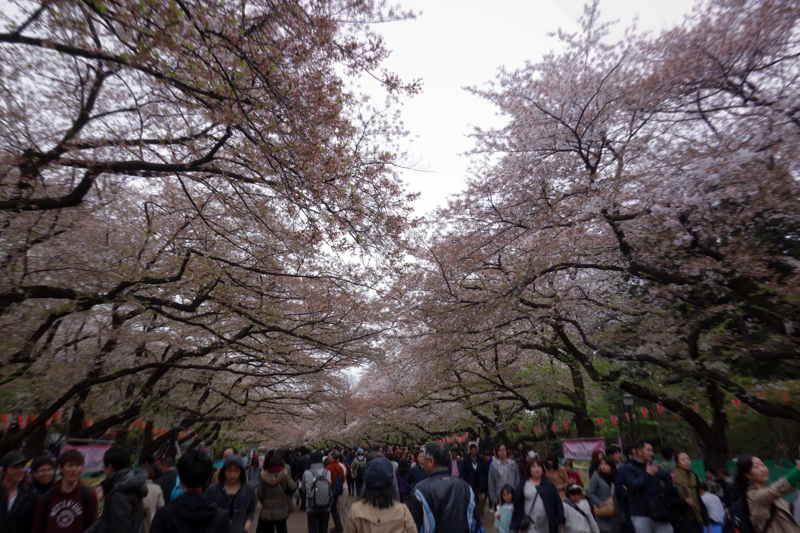 上野公園に大勢の花見客「みんな折り合いをつけて」立ち止まらず、宴会禁止 コロナ禍での新様式 - 社会写真ニュース : 日刊スポーツ