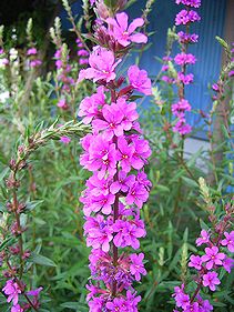 ﾐｿﾊｷﾞについて l プチフラワーのひとりごと 浜松市南区のお花屋さん