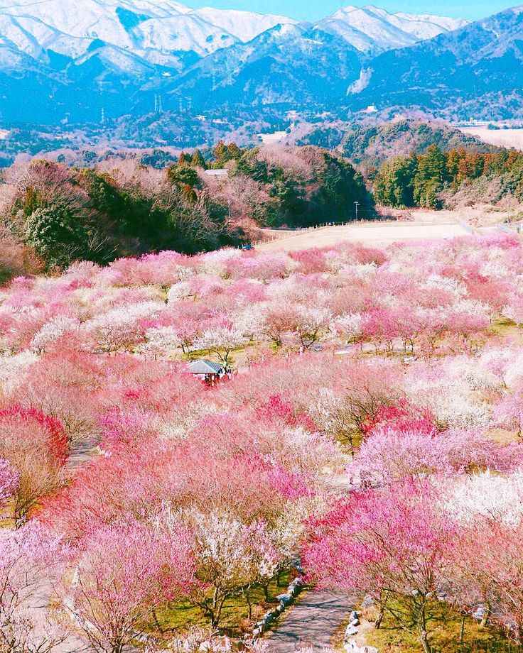 色とりどり梅の花 いなべ市農業公園梅林「梅まつり」2025年見頃時期と開花状況・アクセスと駐車場 三重県いなべ市カタスミ日記
