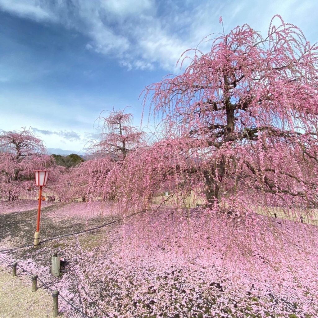 しだれ梅” 咲き誇る 夜にはライトアップも 三重・鈴鹿市「しだれ梅まつり」株式会社オマツリジャパン