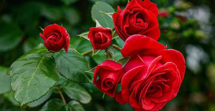 本数が選べる！色が選べる！誕生日プレゼントに最適なバラの花束 20～50本 販売開始しました！ - 株式会社グリーンロード