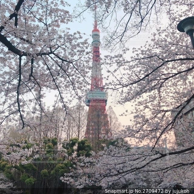 芝公園の桜開花・満開 天気情報 2025 - 日本気象協会 tenki.jp