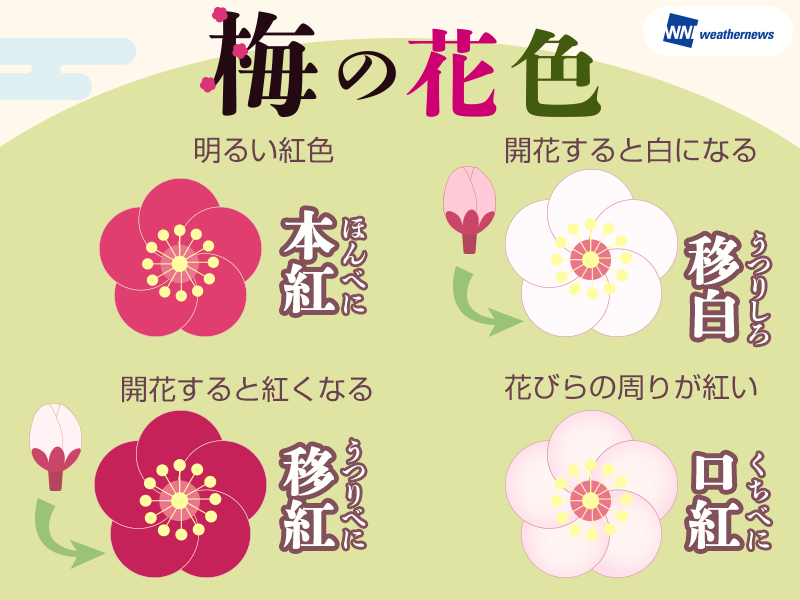 梅の花言葉は？梅はいつの誕生花？桜桃梅の花プレゼント・ギフト特集イイハナ