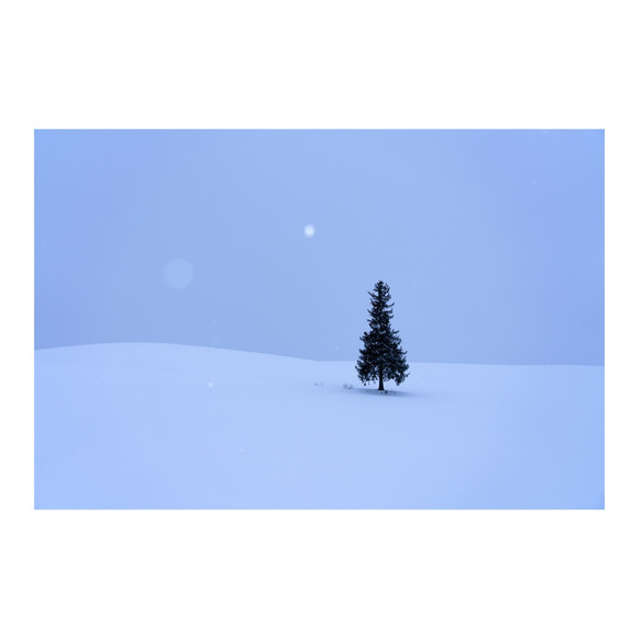 北海道・美瑛「クリスマスツリーの木」 駐車禁止も訪日客に響かず 最大20台の行列で路外滑落も：北海道新聞デジタル