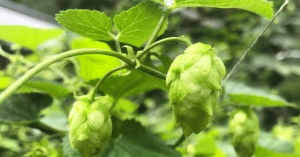 お盆って何？起源は？いつから？ - 仏壇のあるリビング現代的でモダンな祈りのインテリア現代仏壇