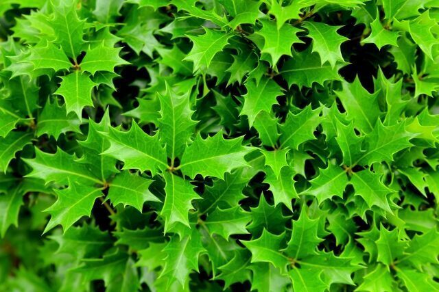 クリスマスリースに使われるものは「ヒイラギ」と「セイヨウヒイラギ」どっち？ - ウェザーニュース