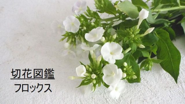 1月15日の誕生花 オンシジューム,スミレ 白 – 株式会社科学技術研究所