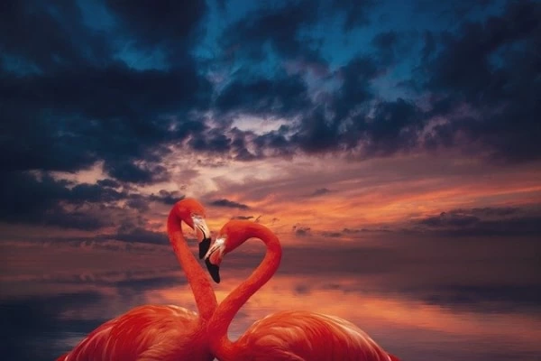 CATEGORY 恋愛運アップの待ち受け画像ハナプラ待ち受け画像＆スマホ壁紙