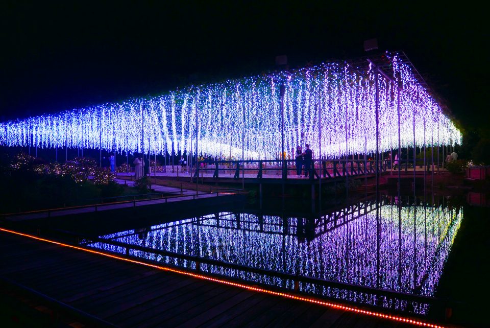 2025 あしかがフラワーパークのイルミネーションはいつからいつまで？期間とチケット情報を解説