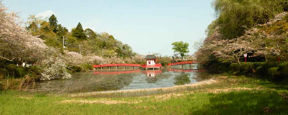 茂原公園の桜満開 ライトアップされた桜を8K映像で！屋台出店で楽しいひととき - Bit-Watts