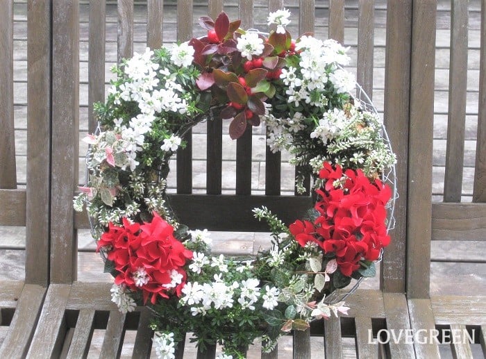 クリスマスカラーとシルバーリーフの寄せ植え新着情報外構工事・ガーデニング・エクステリア 神戸・西宮・宝塚・川西・芦屋・三田のフィーリングガーデン