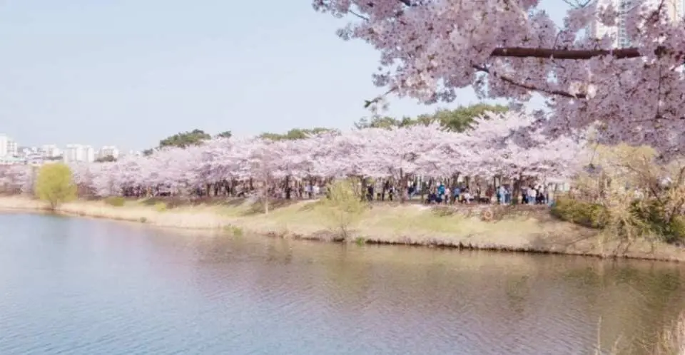 2025年ソウルでお花見！おすすめスポット15選！人気スポットから穴場までFunliday