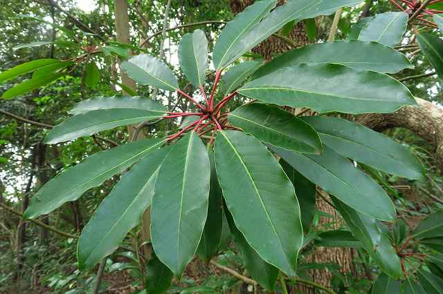 我が家の正月飾りKAKAの毎日
