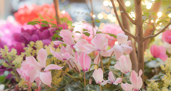 クリスマスシーズンにぴったり寄せ植え ガーデニング ＃394