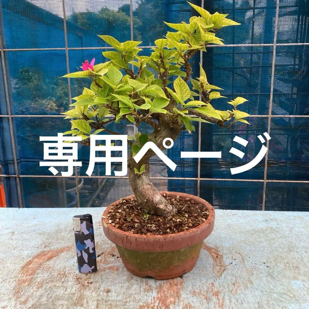 夏の贈り物お中元 木製 富士型17.0長手盆 51×31×5.5cm