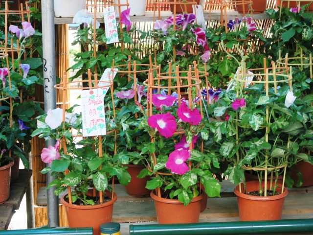 ♦︎第４回寄居朝顔まつり 大輪朝顔ー助六 すけろくedonoengeiのブログ