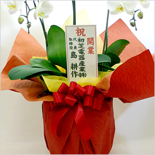 胡蝶蘭の間違いのない立て札の書き方をご存知ですか