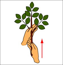 玉串の供え方と玉串拝礼の作法