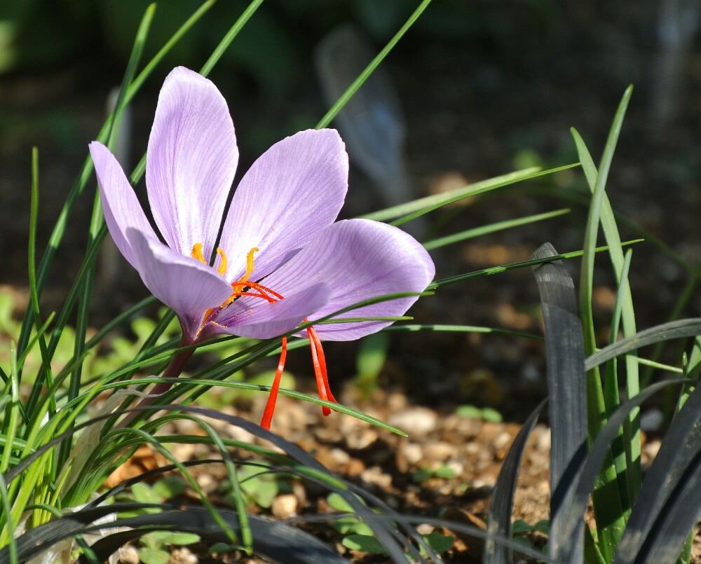 カサブランカの花言葉は？色ごとの花言葉もご紹介！FLOWERかわいい花束を 送料無料 でお届け！毎日お得なオンラインのお花屋さん