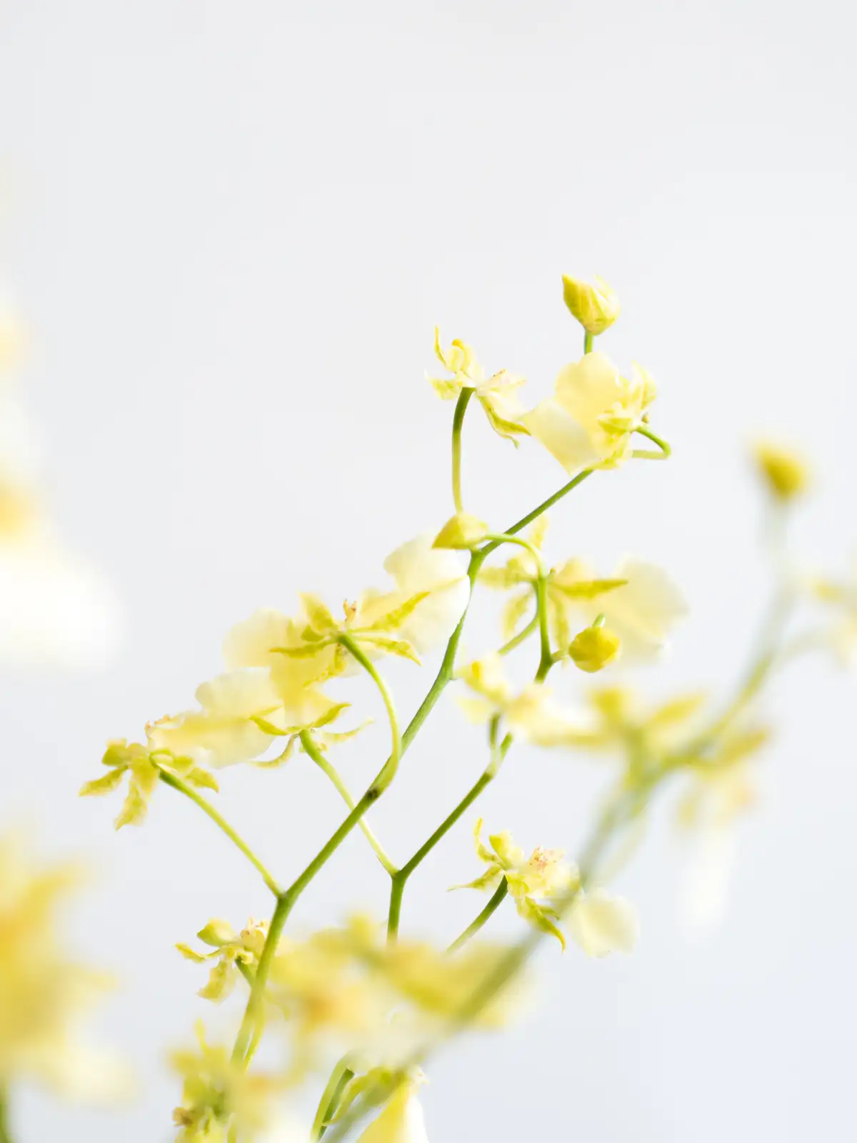 オンシジューム オンシジウム の花言葉と育て方植え替え方法は？HORTI by GreenSnap