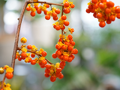 お正月に欠かせない赤い実、「南天」と「千両」の見分け方は？ ・ 南天と千両は、年末年始を代表する縁起物の赤い実です。どちらもお正月アレンジメントなどによく使われますが、この2つの見分け方をご存知ですか？・ 生花店などで切り枝を見分ける際は、実のつき方を